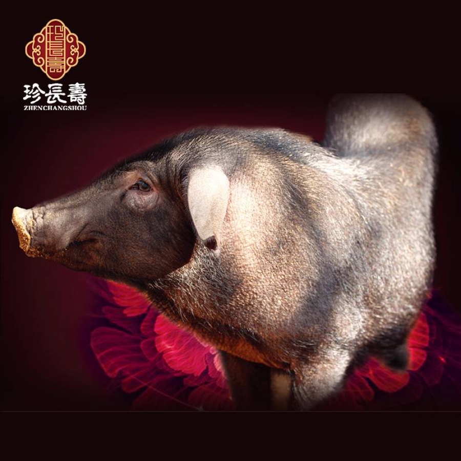 【有機認證】比羊吃草還多的豬，真正的食草豬（長生淀年產(chǎn)3萬頭）
